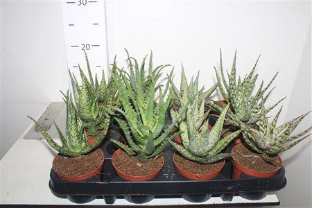 <h4>Aloe Gem</h4>