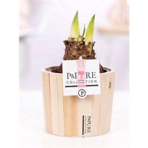 Hippeastrum pink in P&PURE Wood 5