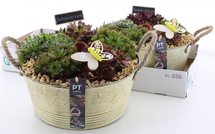 <h4>ARR SEMPERVIVUM</h4>