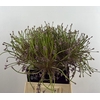 ALLIUM SCHUBERTII