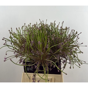 ALLIUM SCHUBERTII