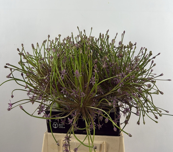 <h4>ALLIUM SCHUBERTII</h4>