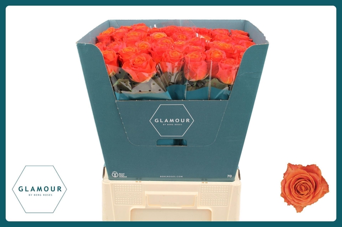 <h4>ROSA GR 'CLARENCE'</h4>
