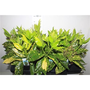 Aucuba J Crotonifoli