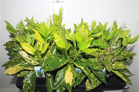 <h4>Aucuba J Crotonifoli</h4>