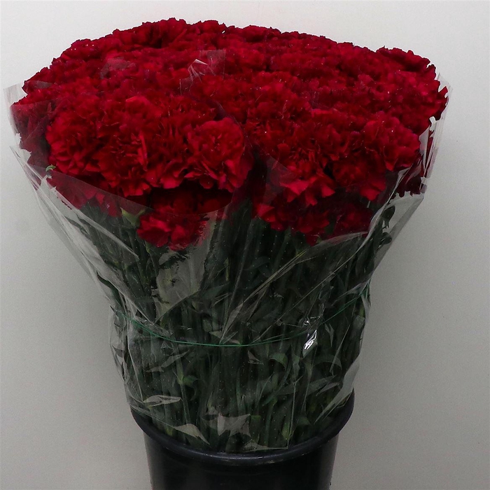 <h4>Di St Golem Violet</h4>