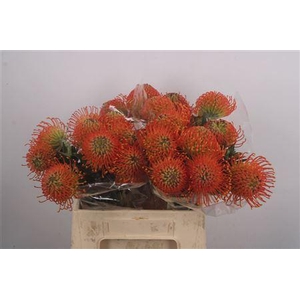 Leuco Co Neena Orange