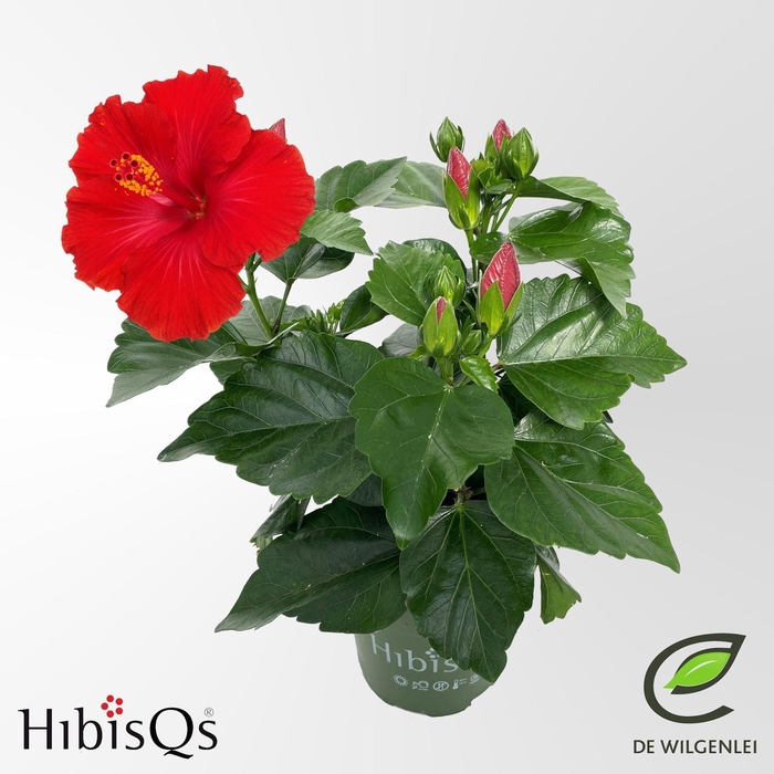Hibiscus