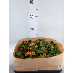 Kalanchoe blos.   ..