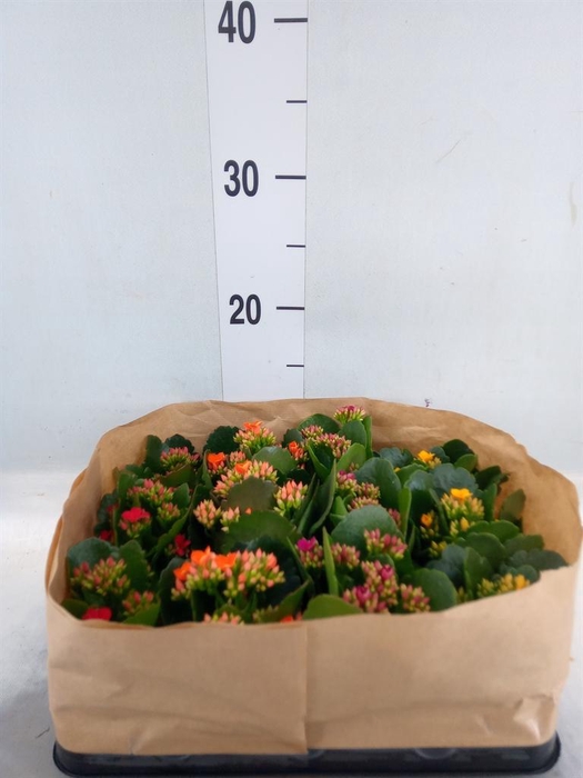 <h4>Kalanchoe blos.   ..</h4>