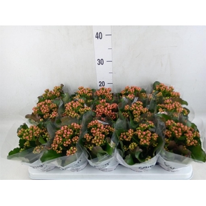 Kalanchoe  'Claraq2'