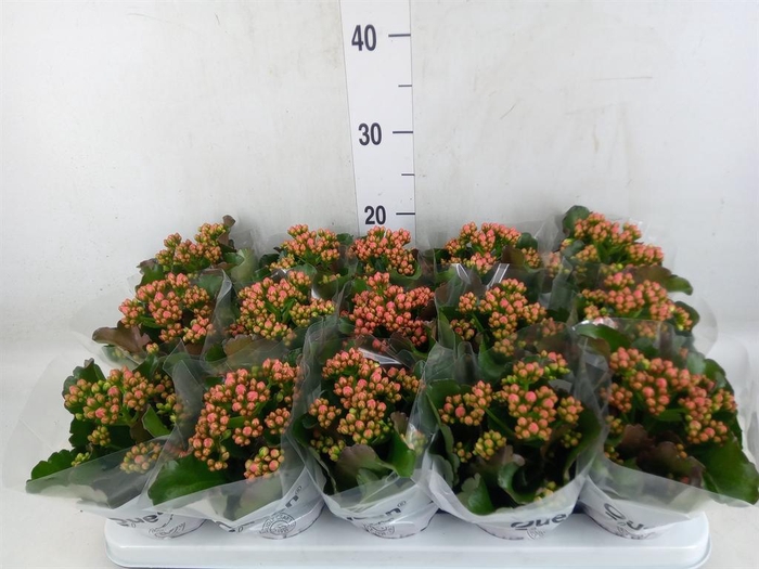 <h4>Kalanchoe  'Claraq2'</h4>