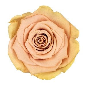 PRESERVED ROSA LL BIC 57
