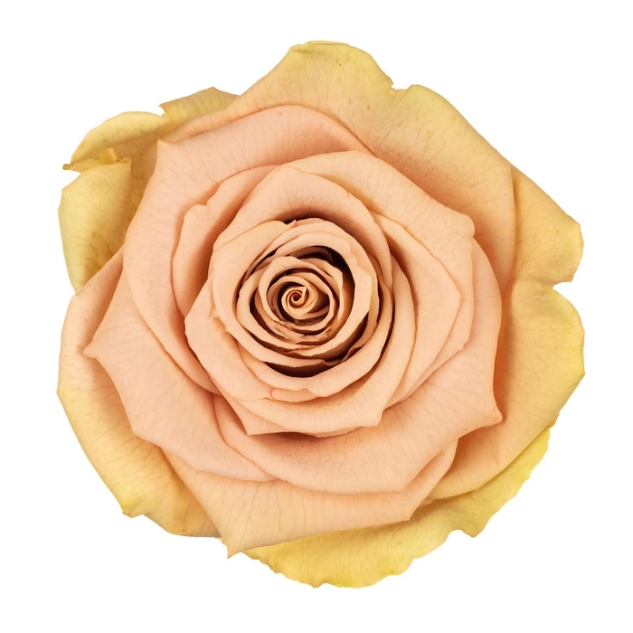 <h4>PRESERVED ROSA LL BIC 57</h4>