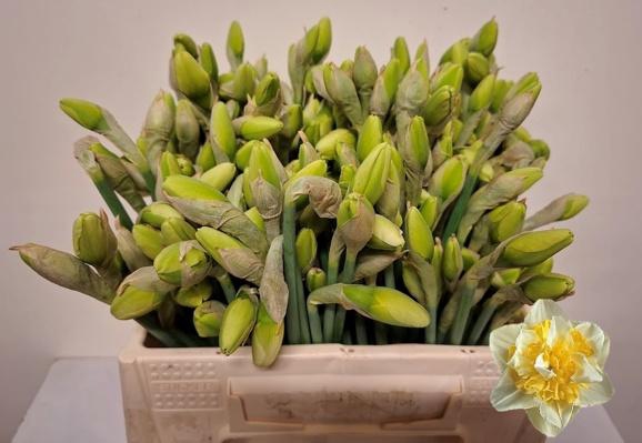 <h4>NARC D WHITE LION BS</h4>