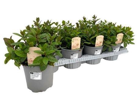 <h4>Ment Spicata</h4>