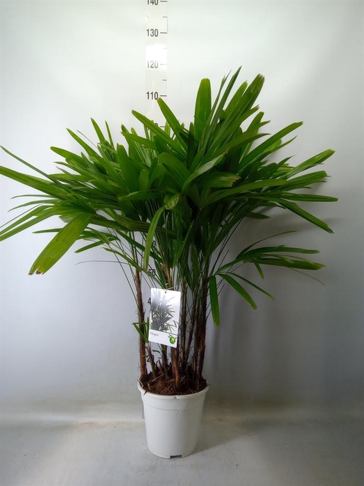 <h4>Rhapis excelsa</h4>