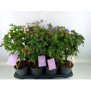 Kuipplanten   ...mix        [Patio]