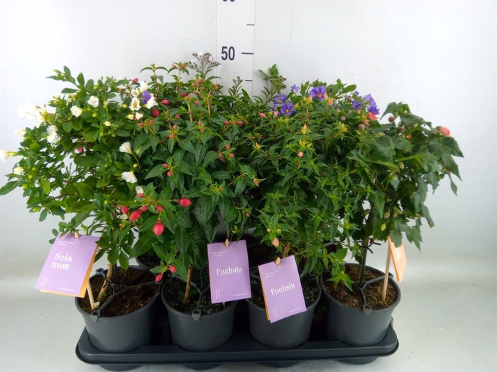 <h4>Kuipplanten   ...mix        [Patio]</h4>