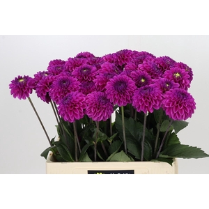 Dahlia Purple Fox