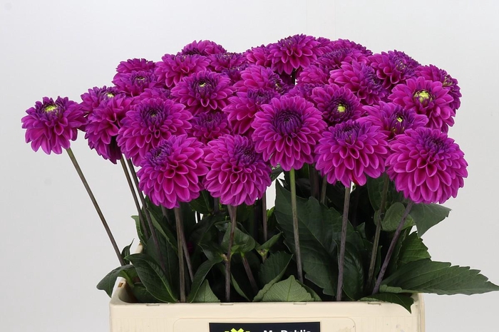 <h4>Dahlia Purple Fox</h4>
