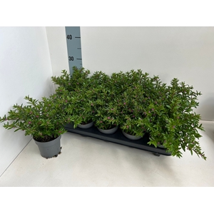 CUPH HYSSOPIFOLIA