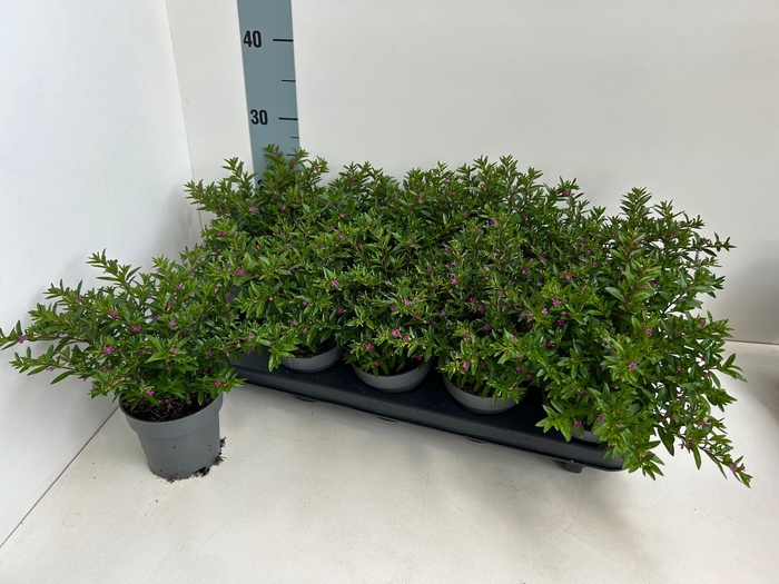 <h4>CUPH HYSSOPIFOLIA</h4>