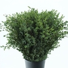 EUCA PARVIFOLIA 200GR P BS