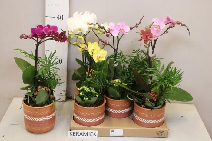 <h4>ARR KAMERPL BLOEI</h4>