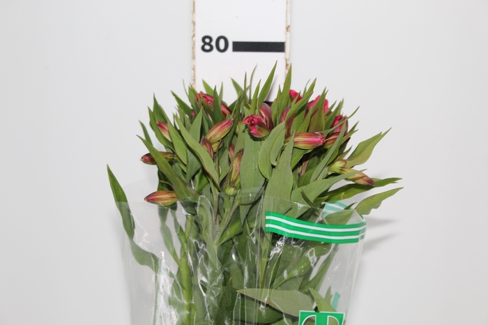 <h4>ALSTROEMERIA ALYNA 080 CM</h4>