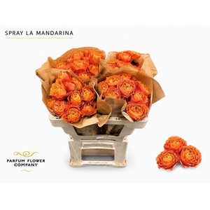 Rosa Spray La Mandarina
