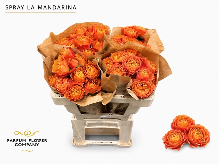 <h4>Rosa Spray La Mandarina</h4>