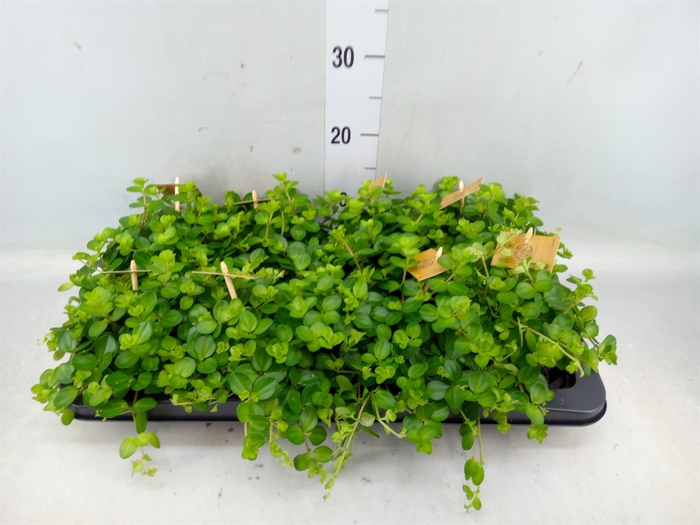 <h4>Peperomia rotundifolia</h4>