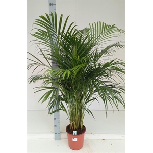 Areca lutescens 21Ø 155cm 20pp