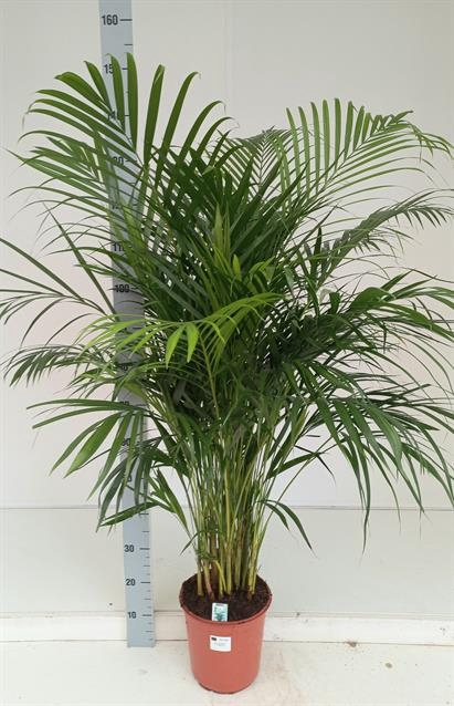 Areca lutescens 21Ø 155cm 20pp