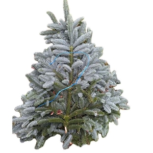 NOBILIS BLAUWBAND 5KG