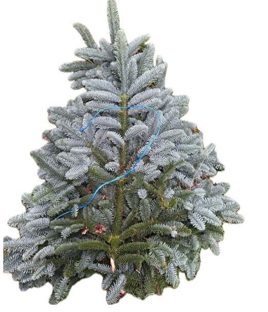 <h4>NOBILIS BLAUWBAND 5KG</h4>