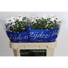 Aster Cassy