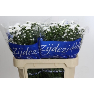 Aster Cassy