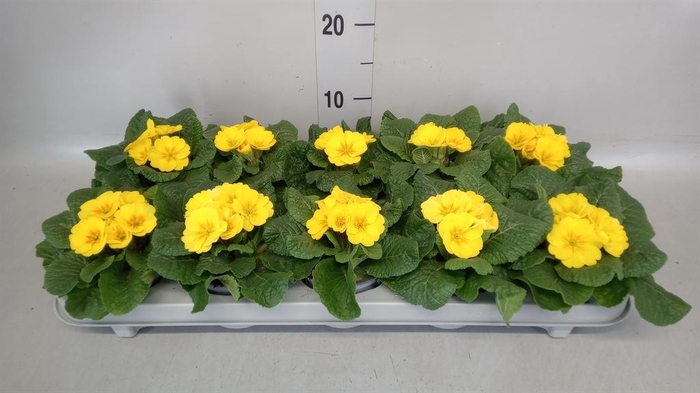 <h4>Primula ac.   ...</h4>