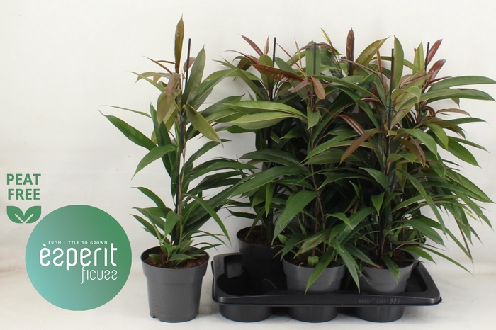 <h4>FIC BIN AMSTEL KING</h4>