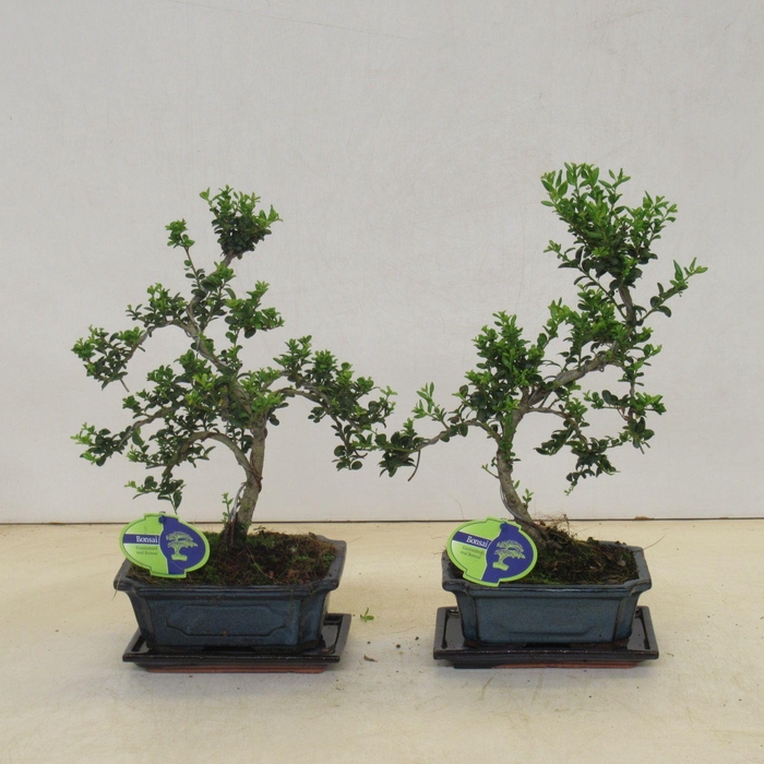 <h4>ilex crenata, 19 cm shape round leaf, with drip tray</h4>