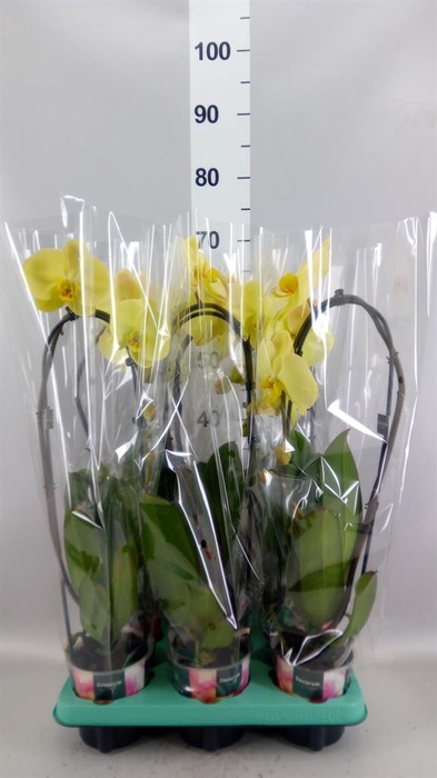 <h4>Phalaenopsis   ...</h4>