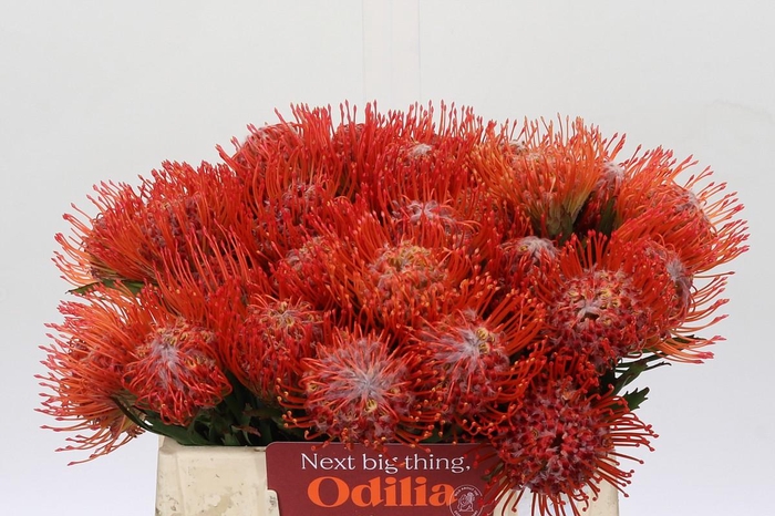 <h4>Nutans Tango</h4>