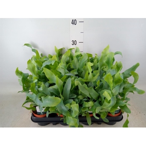Phlebodium aureum 'Blue Star'