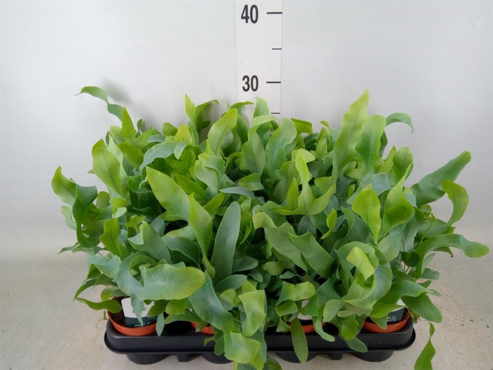 <h4>Phlebodium aureum 'Blue Star'</h4>