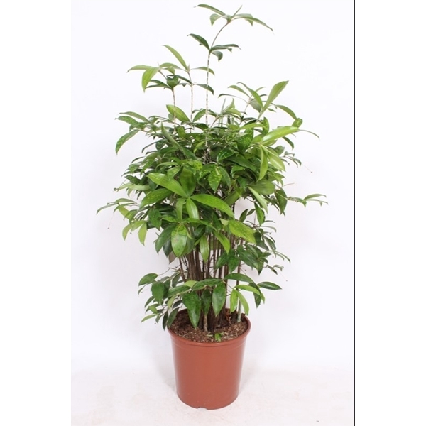 <h4>Dracaena Surculosa</h4>