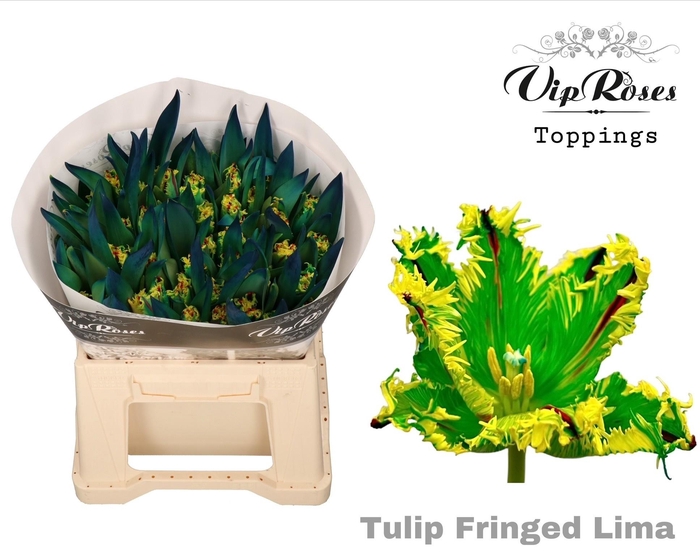 <h4>TU EN OV KLB H%</h4>