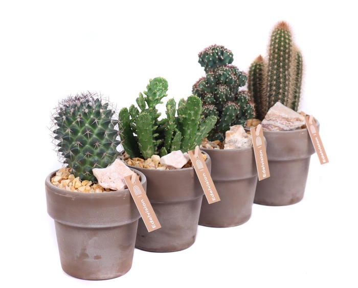 <h4>Cactus 8,5 cm in grijs/bruine pot met rand met grind, keien en e</h4>