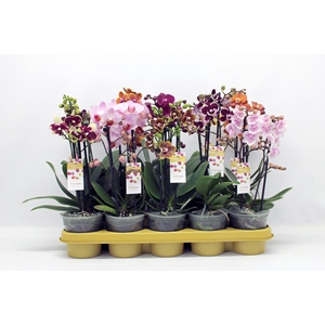 Gemengd Multiflora mix 2-tak 22+